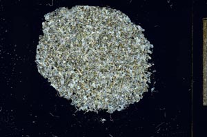 Cross Polarized, S14006