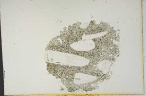 Plane Polarized, S14014