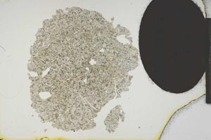 Plane Polarized, S14015