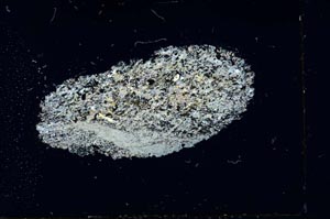 Cross Polarized, S14017