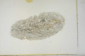 Plane Polarized, S14017