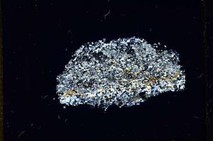 Cross Polarized, S14021