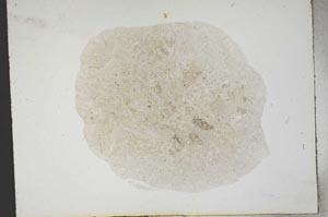 Plane Polarized, S14079