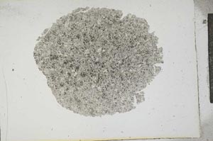Plane Polarized, S14086