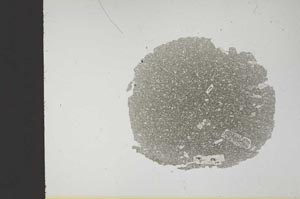 Plane Polarized, S14091