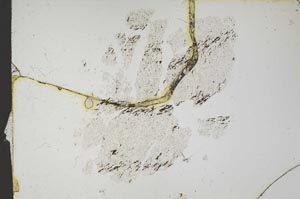 Plane Polarized, S14093