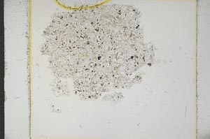 Plane Polarized, S14118