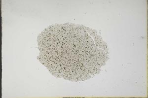 Plane Polarized, S14146
