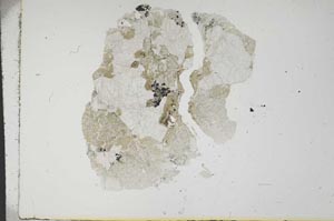 Plane Polarized, S14149
