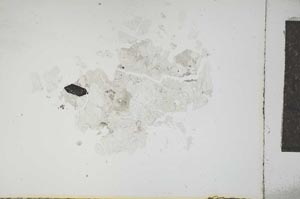 Plane Polarized, S14151