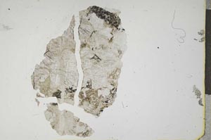 Plane Polarized, S14154