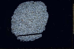 Cross Polarized, S14155