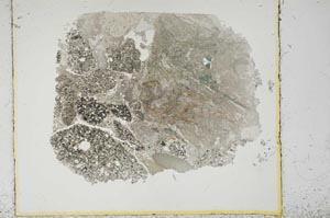 Plane Polarized, S14158
