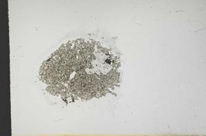 Plane Polarized, S14211