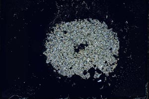 Cross Polarized, S14213