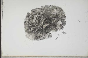 Plane Polarized, S14227