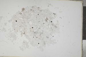 Plane Polarized, S14261