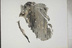 Plane Polarized, S14321