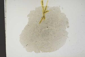 Plane Polarized, S14324