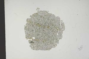 Plane Polarized, S14327