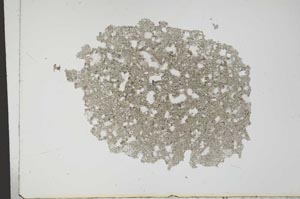 Plane Polarized, S14448