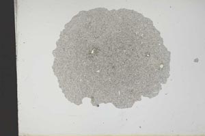 Plane Polarized, S14449