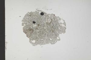 Plane Polarized, S14453