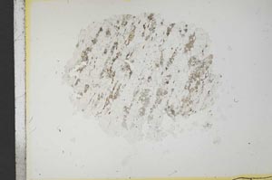 Plane Polarized, S14479