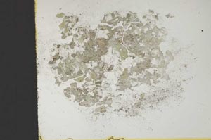 Plane Polarized, S14480