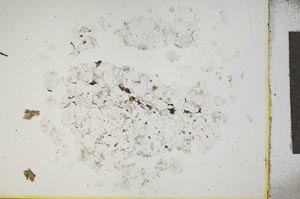 Plane Polarized, S14481