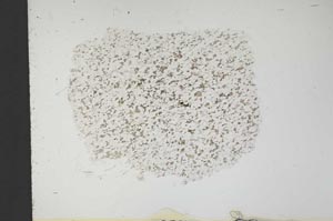 Plane Polarized, S14482