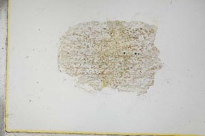 Plane Polarized, S14490
