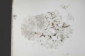 Plane Polarized, S14494