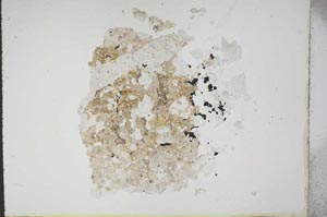 Plane Polarized, S14498