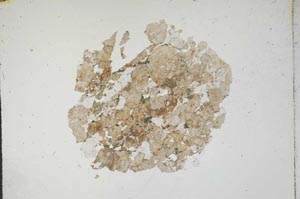 Plane Polarized, S14519