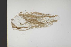 Plane Polarized, S14548