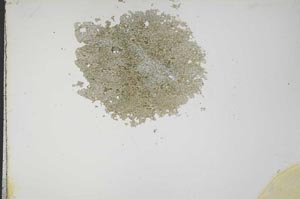 Plane Polarized, S14554