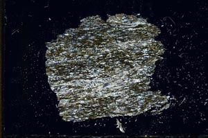 Cross Polarized, S14579