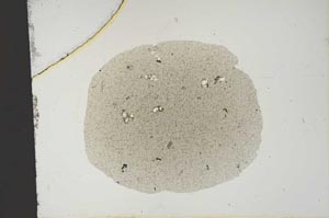 Plane Polarized, S14609