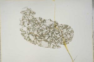 Plane Polarized, S14615