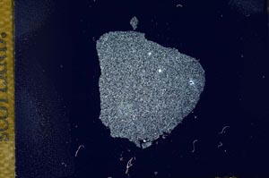 Cross Polarized, S14641