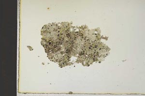 Plane Polarized, S14649