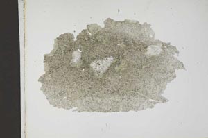 Plane Polarized, S14677