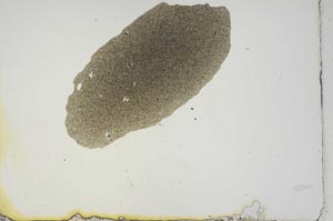 Plane Polarized, S14772