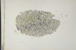 Plane Polarized, S14812