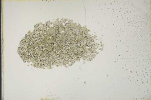 Plane Polarized, S14828