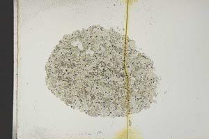 Plane Polarized, S14829