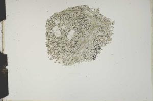 Plane Polarized, S14838
