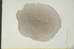 Plane Polarized, S14901