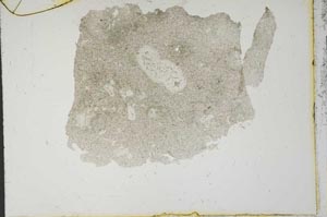 Plane Polarized, S14927